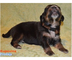 TIBETSKI MASTIFF vrhunskog kvaliteta