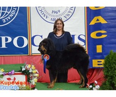 TIBETSKI MASTIFF vrhunskog kvaliteta
