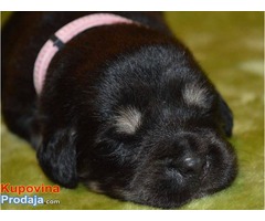 TIBETSKI MASTIFF vrhunskog kvaliteta - Fotografija 4/10