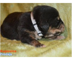 TIBETSKI MASTIFF vrhunskog kvaliteta - Fotografija 6/10