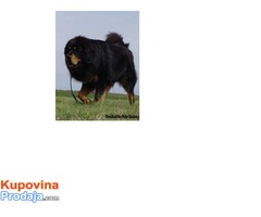 TIBETSKI MASTIFF vrhunskog kvaliteta - Fotografija 7/10
