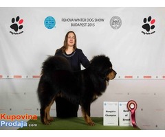 TIBETSKI MASTIFF vrhunskog kvaliteta - Fotografija 8/10