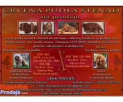 Crvena pudla štenad - Fotografija 1/7