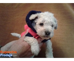 Francuske TOY i patuljaste PUDLE