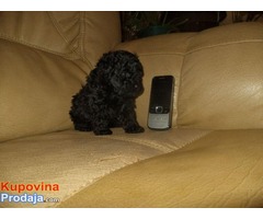 Francuske TOY i patuljaste PUDLE