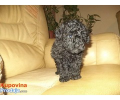 Francuske TOY i patuljaste PUDLE