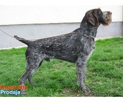 nemacki ostrodlaki pticar