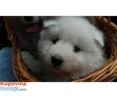 Samojed, štenci