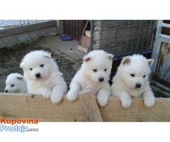 Samojed, štenci - Fotografija 3/4