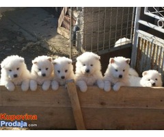 Samojed, štenci - Fotografija 4/4