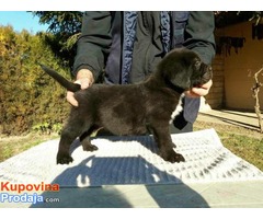 Sivi i Crni štenci Cane Corso, šampionskog porekla - Fotografija 1/9