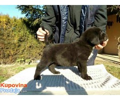 Sivi i Crni štenci Cane Corso, šampionskog porekla - Fotografija 3/9