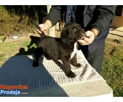 Sivi i Crni štenci Cane Corso, šampionskog porekla - Fotografija 7/9