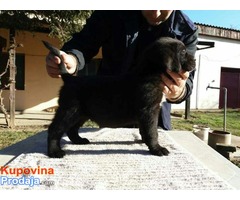 Sivi i Crni štenci Cane Corso, šampionskog porekla - Fotografija 8/9