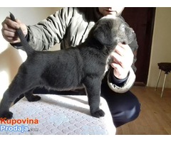 CANE CORSO, sivi i crni štenci šampionskog porekla - Fotografija 2/10