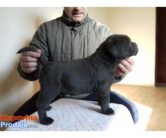 CANE CORSO, sivi i crni štenci šampionskog porekla - Fotografija 3/10