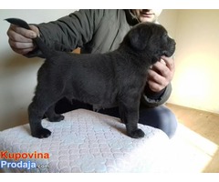 CANE CORSO, sivi i crni štenci šampionskog porekla - Fotografija 6/10