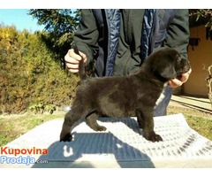 CANE CORSO, sivi i crni štenci šampionskog porekla - Fotografija 9/10