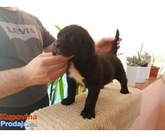 CANE CORSO, sivi i crni štenci šampionskog porekla - Fotografija 10/10