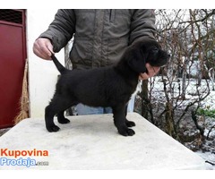 CANE CORSO-u ponudi sivi i crni štenci - Fotografija 2/10