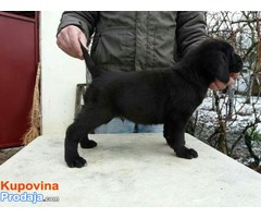 CANE CORSO-u ponudi sivi i crni štenci - Fotografija 3/10