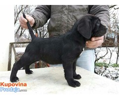 CANE CORSO-u ponudi sivi i crni štenci - Fotografija 5/10