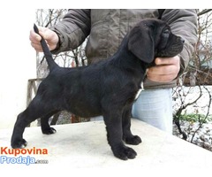 CANE CORSO-u ponudi sivi i crni štenci - Fotografija 6/10
