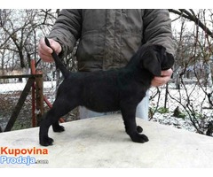 CANE CORSO-u ponudi sivi i crni štenci - Fotografija 7/10