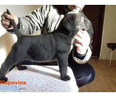 CANE CORSO-u ponudi sivi i crni štenci - Fotografija 8/10