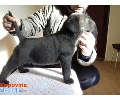 CANE CORSO-u ponudi sivi i crni štenci - Fotografija 10/10