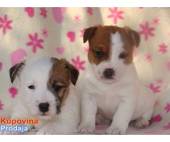 Jack Russell terrier Jack Russell terrier