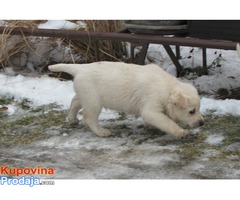 prodajem stenad labrador retrivera - Fotografija 2/10