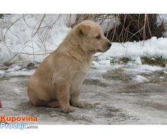 prodajem stenad labrador retrivera - Fotografija 3/10