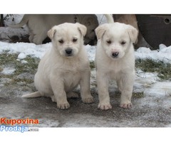 prodajem stenad labrador retrivera - Fotografija 6/10