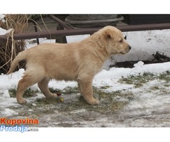 prodajem stenad labrador retrivera - Fotografija 7/10