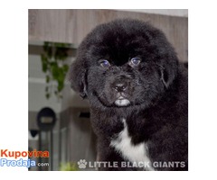 Štenci njufaundlendera – newfoundland puppies - Fotografija 1/7