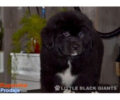 Štenci njufaundlendera – newfoundland puppies - Fotografija 2/7