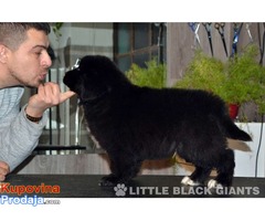 Štenci njufaundlendera – newfoundland puppies - Fotografija 3/7