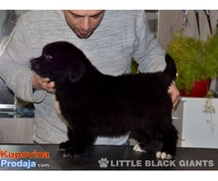 Štenci njufaundlendera – newfoundland puppies - Fotografija 4/7