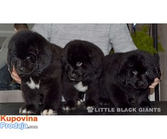 Štenci njufaundlendera – newfoundland puppies - Fotografija 5/7