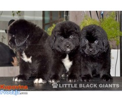 Štenci njufaundlendera – newfoundland puppies - Fotografija 6/7