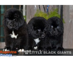 Štenci njufaundlendera – newfoundland puppies - Fotografija 7/7