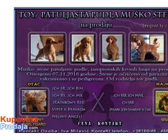 Toy/Patuljasta pudla muško štene - Fotografija 1/7