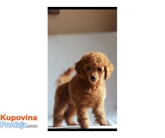Toy/Patuljasta pudla muško štene - Fotografija 4/7