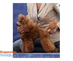 Toy/Patuljasta pudla muško štene - Fotografija 7/7