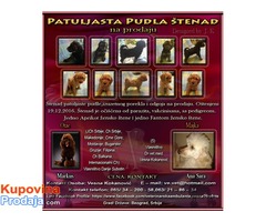 Patuljasta pudla štenad na prodaju - Fotografija 1/9