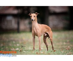 Mali italijanski HRT sampionskog porekla - Fotografija 5/5