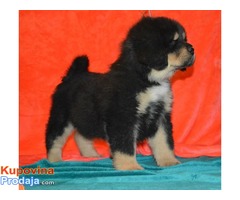 TIBETSKI MASTIFF vrhunskog porekla