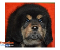 TIBETSKI MASTIFF vrhunskog porekla