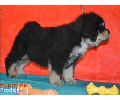 TIBETSKI MASTIFF vrhunskog porekla